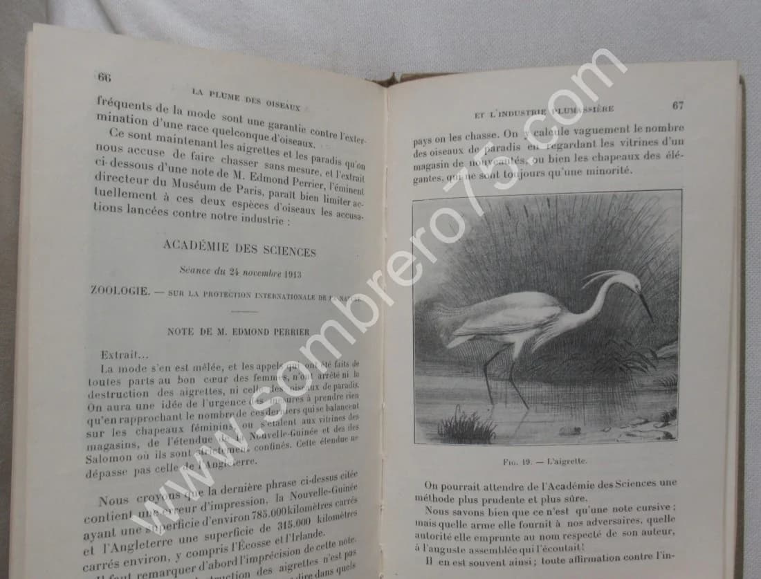 La Plume des Oiseaux et l'Industrie Plumassière - Image 6