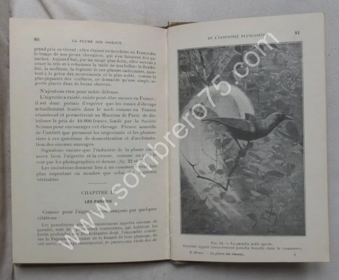 La Plume des Oiseaux et l'Industrie Plumassière - Image 7