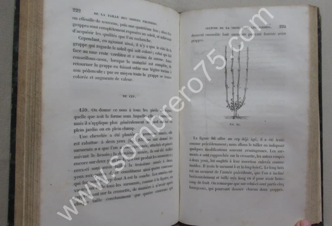 J.A. HARDY. Traité de la Taille des Arbres Fruitiers - Greffes employées dans leur culture - Image 7