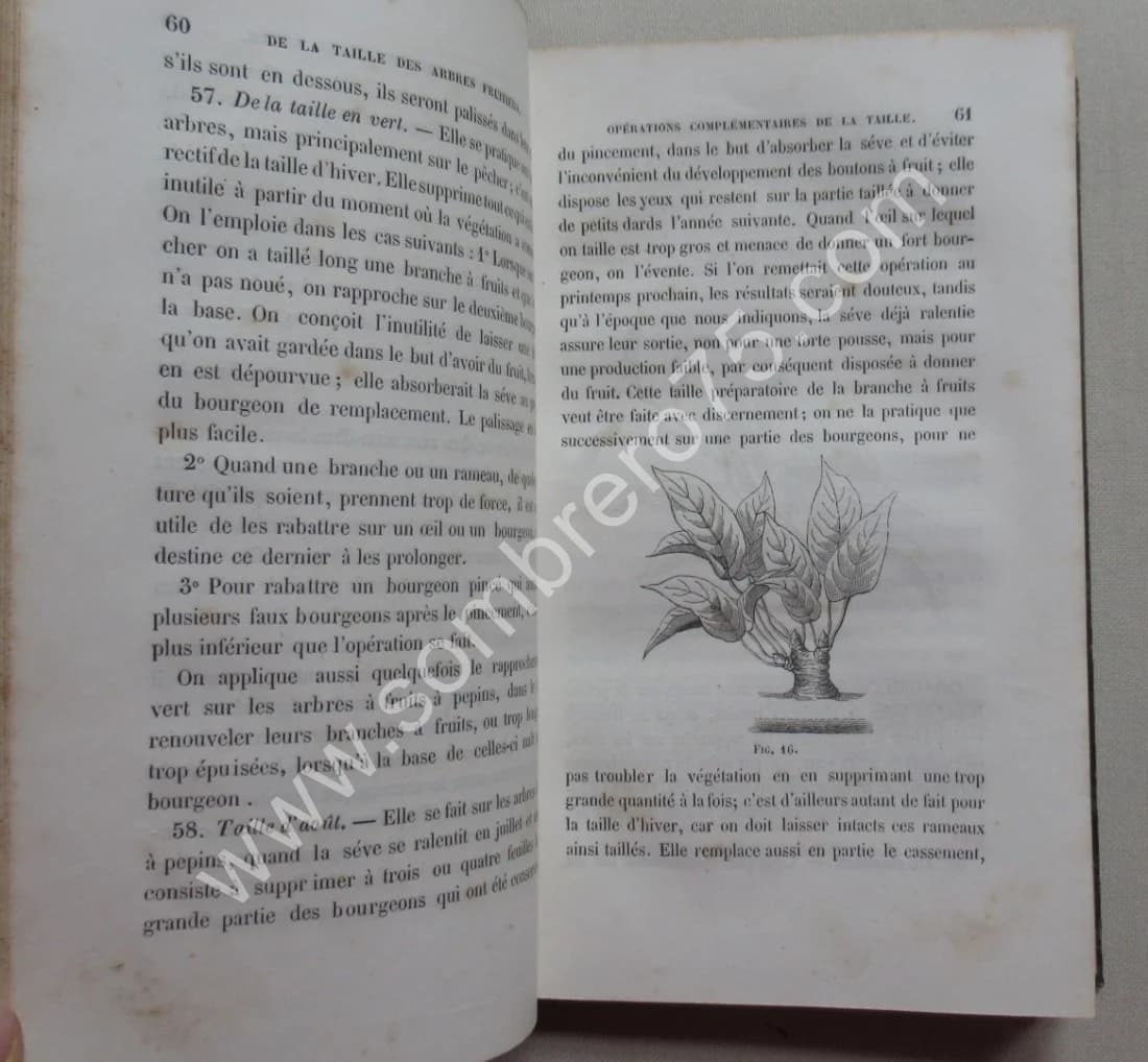 J.A. HARDY. Traité de la Taille des Arbres Fruitiers - Greffes employées dans leur culture - Image 9
