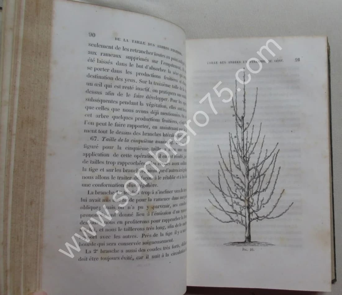 J.A. HARDY. Traité de la Taille des Arbres Fruitiers - Greffes employées dans leur culture - Image 10