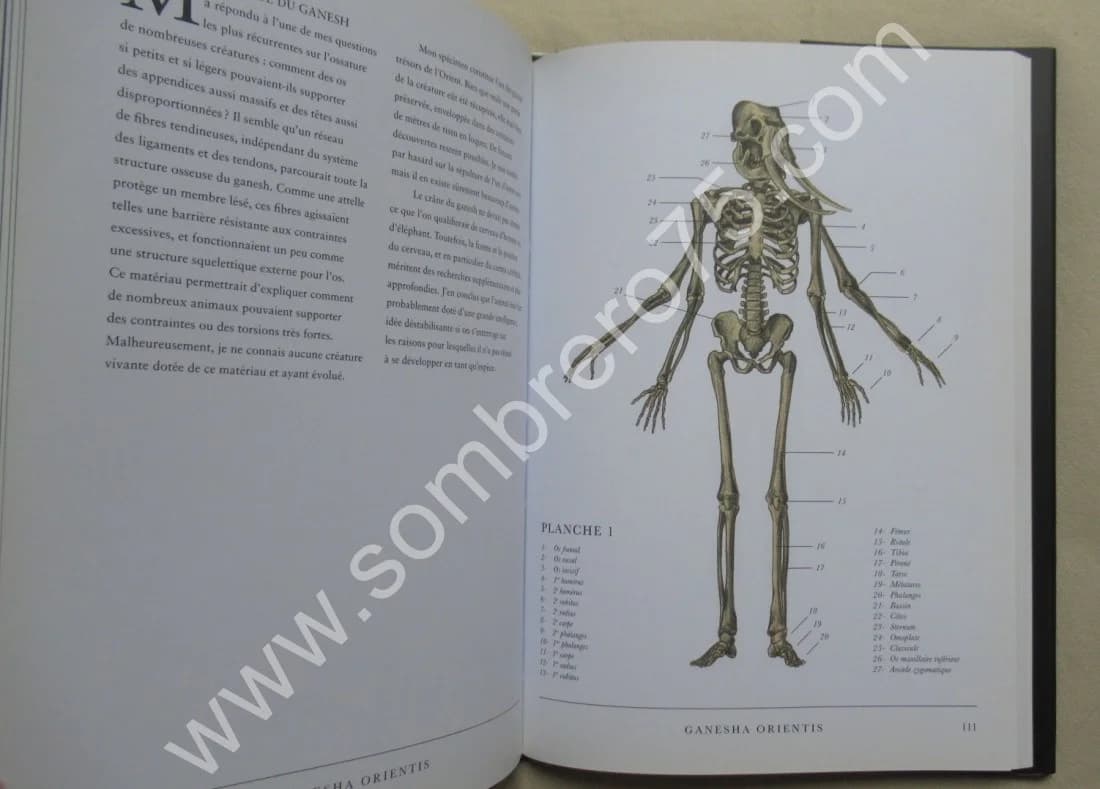 Hudspeth, Eric B. Le Cabinet du Docteur BLACK - Image 5