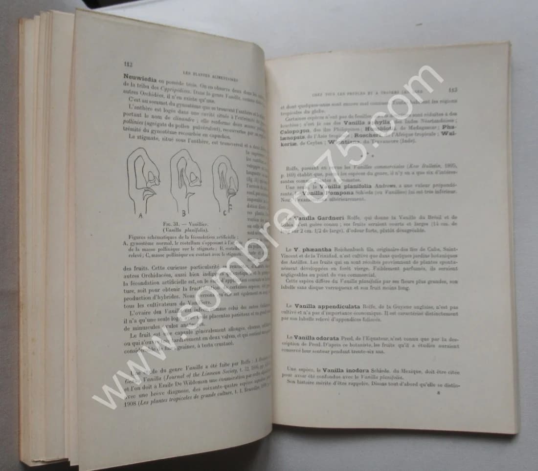 Plantes à épices, à aromates à condiments. Vol VII - Image 4