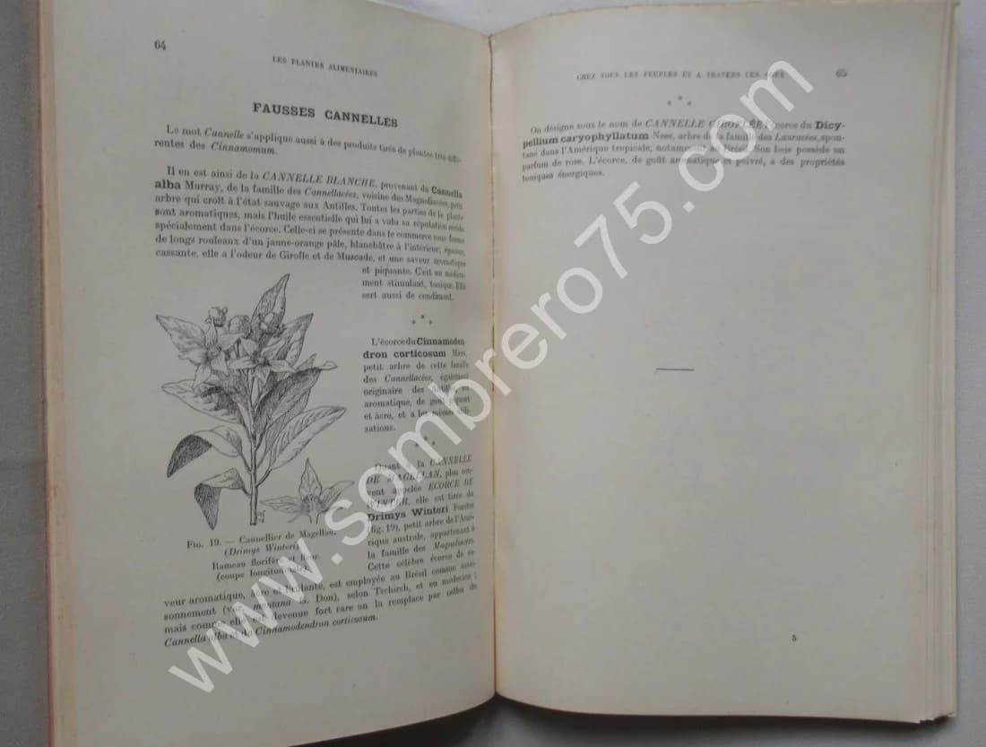 Plantes à épices, à aromates à condiments. Vol VII - Image 5