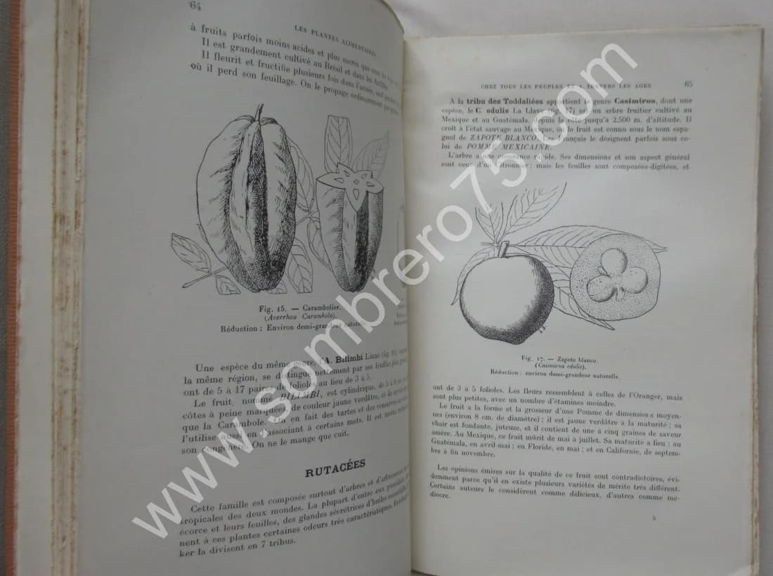 Phanérogames fruitières. 1928 - Image 7