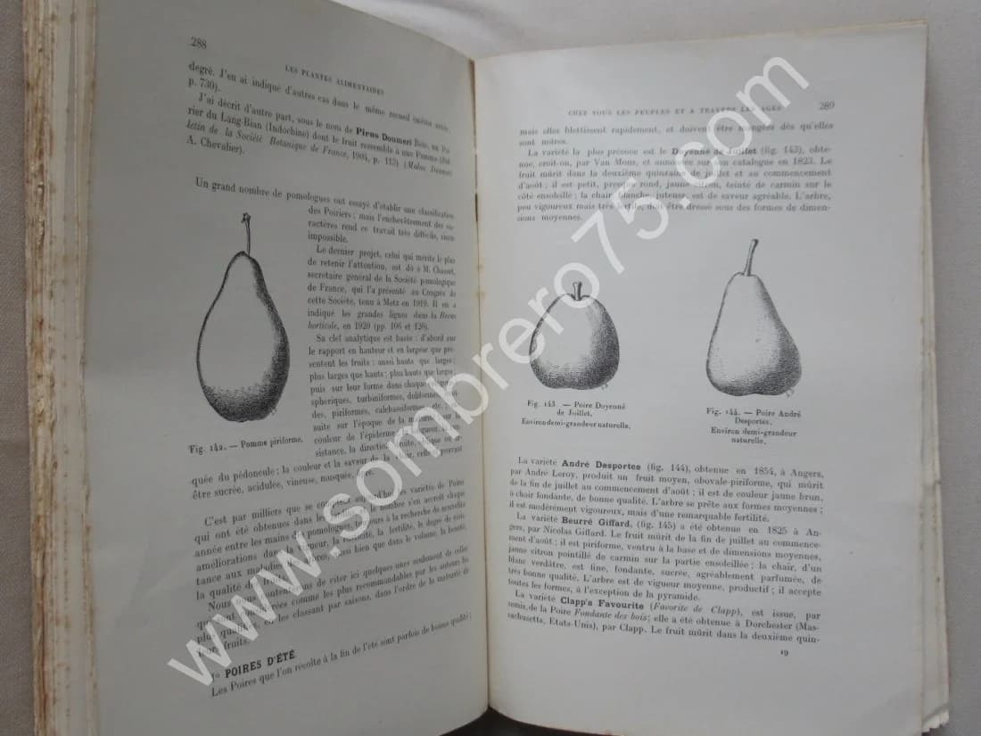 Phanérogames fruitières. 1928 - Image 8