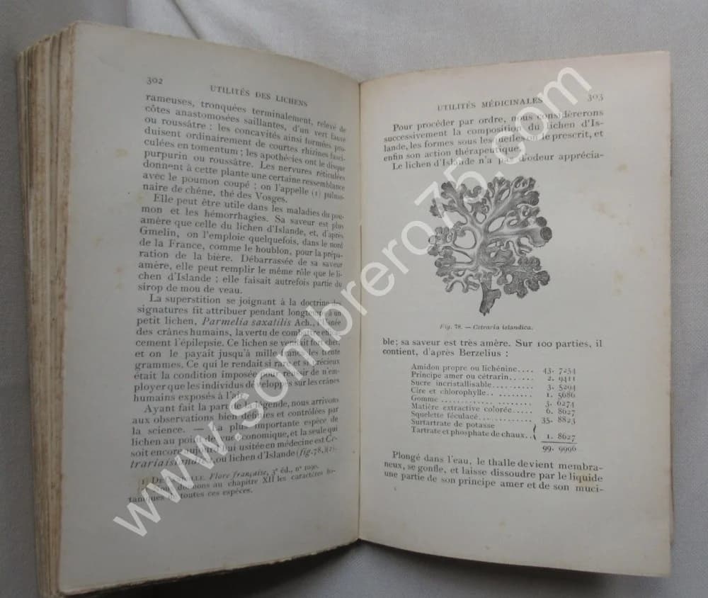 Les Lichens Etude sur l'anatomie... 1893 - Image 4