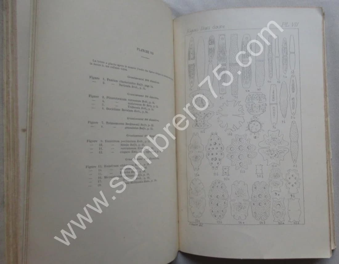Les Algues d'Eau Douce. 1912 - Image 5