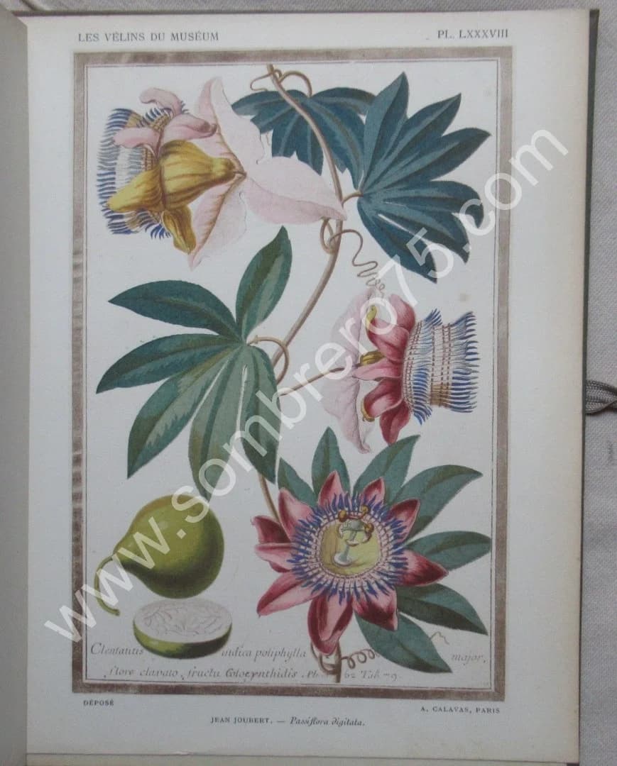 Les Vélins du Museum d'Histoire Naturelle de Paris - Image 7