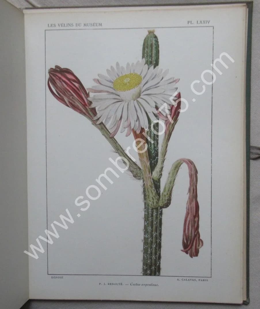 Les Vélins du Museum d'Histoire Naturelle de Paris - Image 8