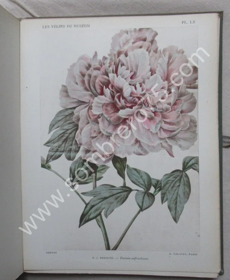 Les Vélins du Museum d'Histoire Naturelle de Paris - Image 9