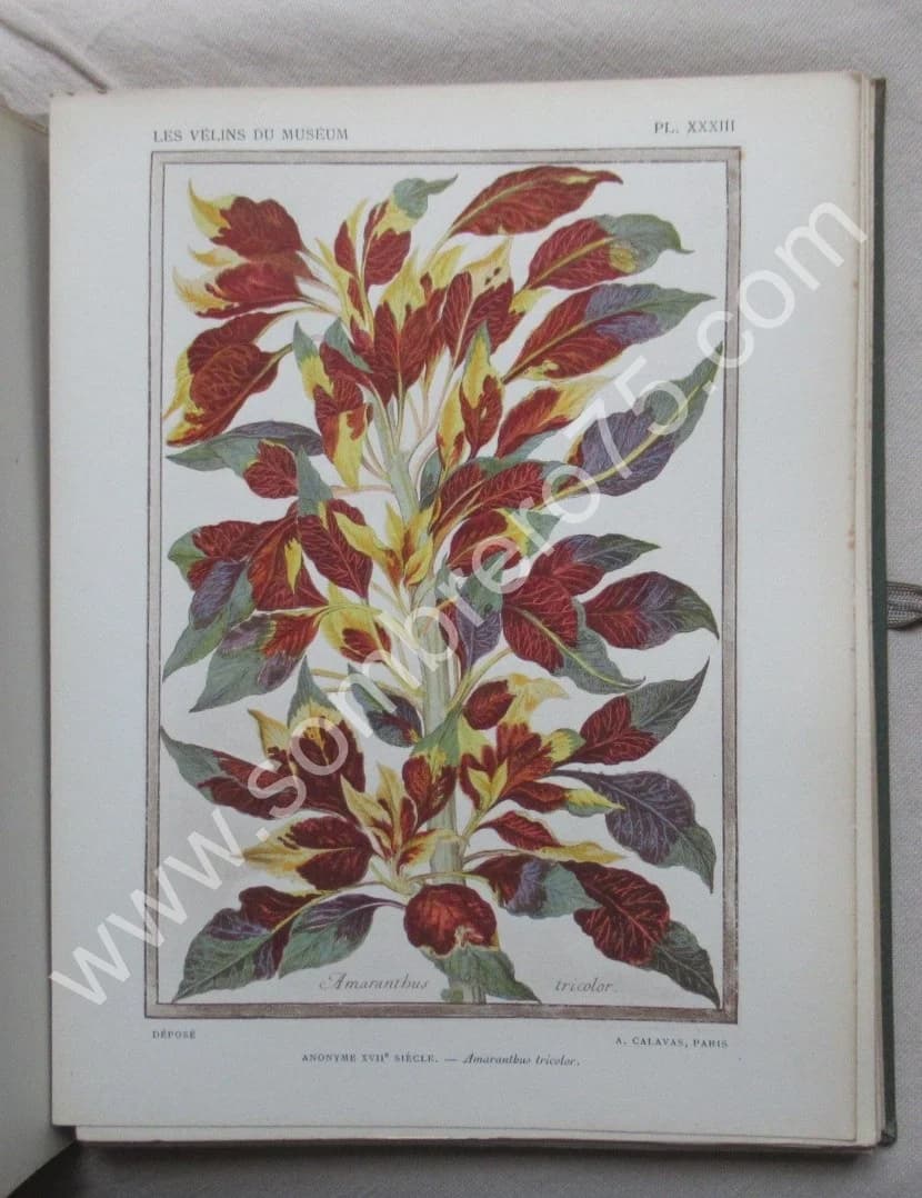 Les Vélins du Museum d'Histoire Naturelle de Paris - Image 10