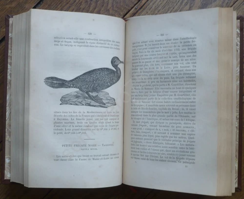 Les Noms des Oiseaux Expliqués par leurs Moeurs ou Essais Etymologiques sur l'Ornithologie. 2 Volumes - Image 5