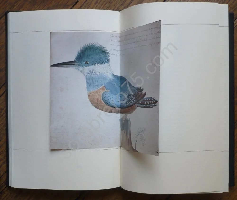 La Fuegie ou Terre de Feu. Dessins Duplessis - Image 6