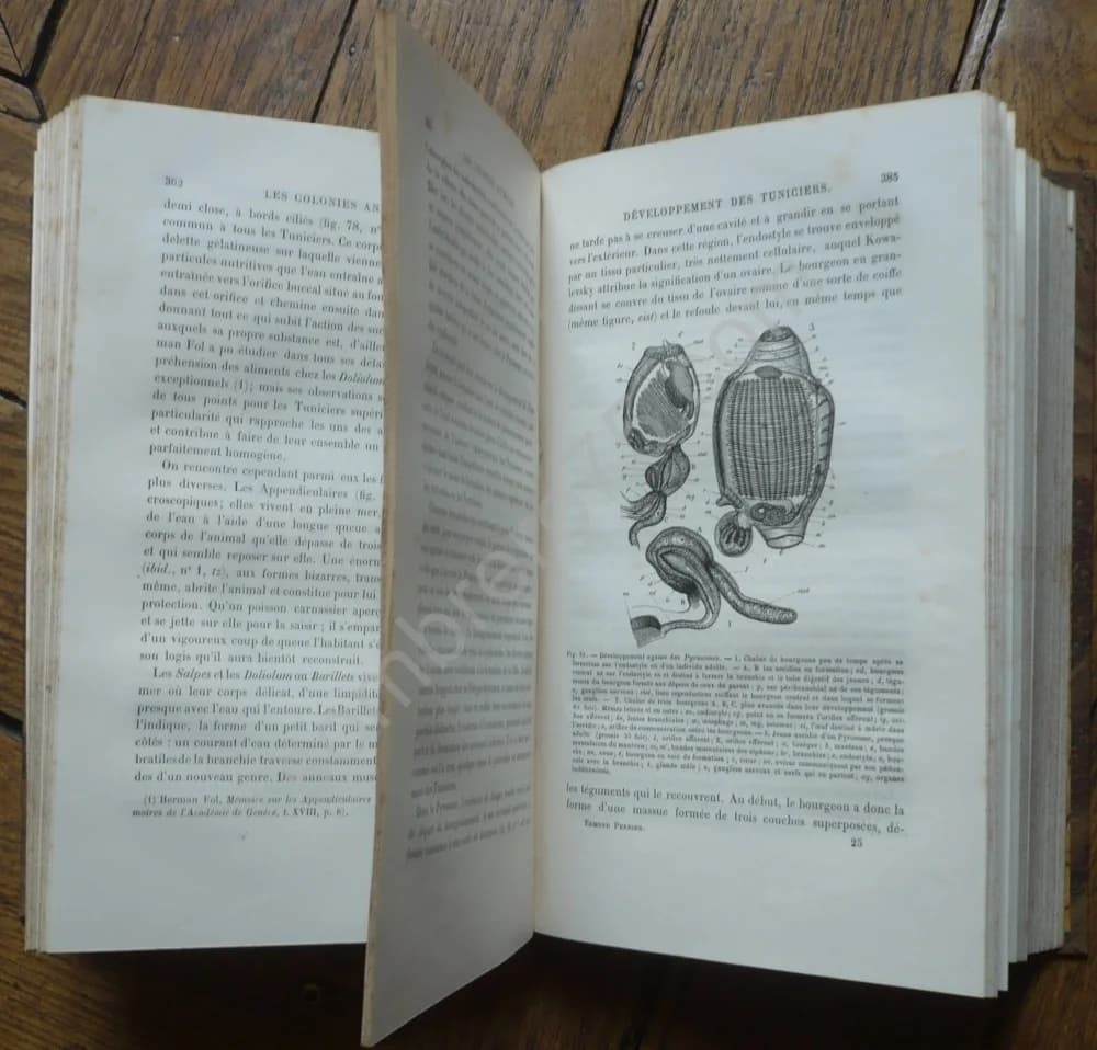 Les Colonies Animales et la Formation des Organismes - Image 4