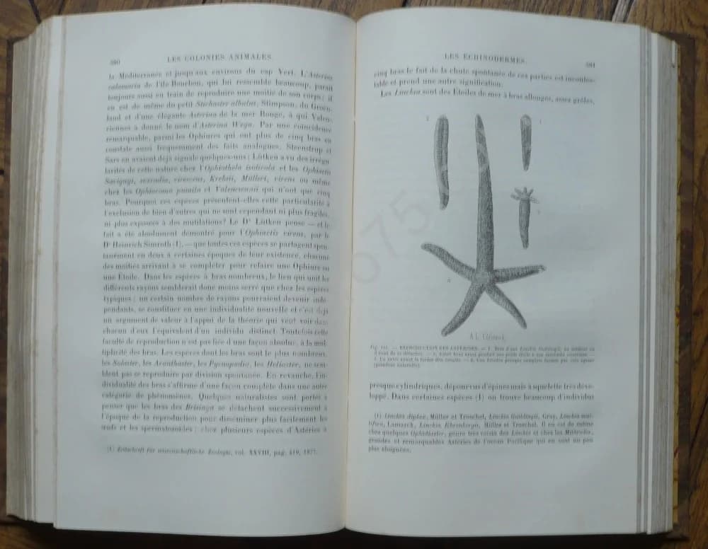 Les Colonies Animales et la Formation des Organismes - Image 5