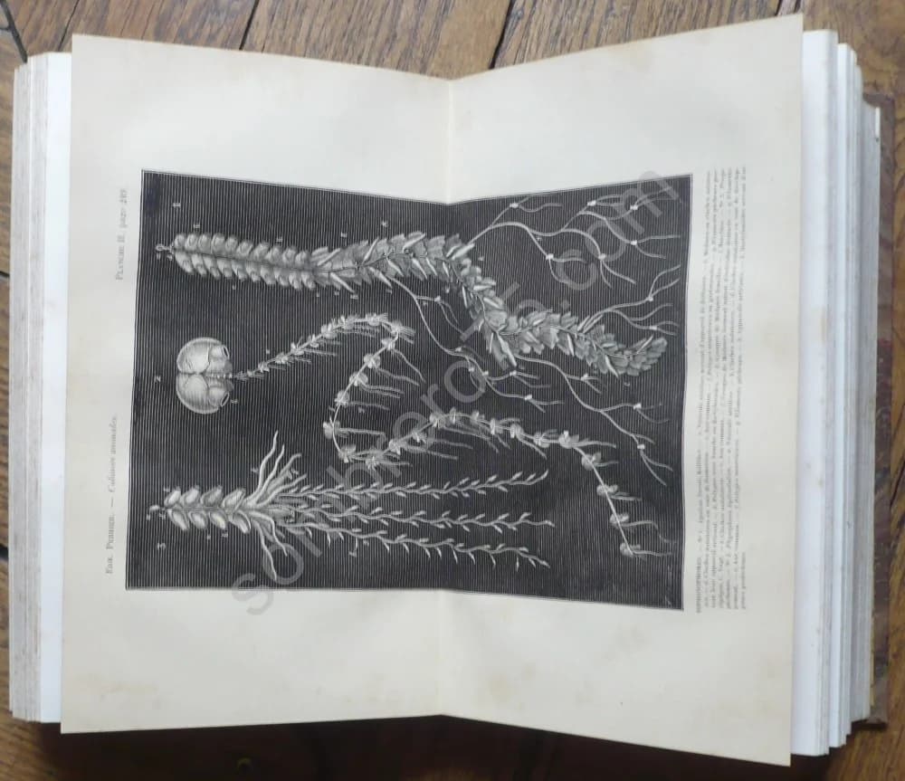 Les Colonies Animales et la Formation des Organismes - Image 6