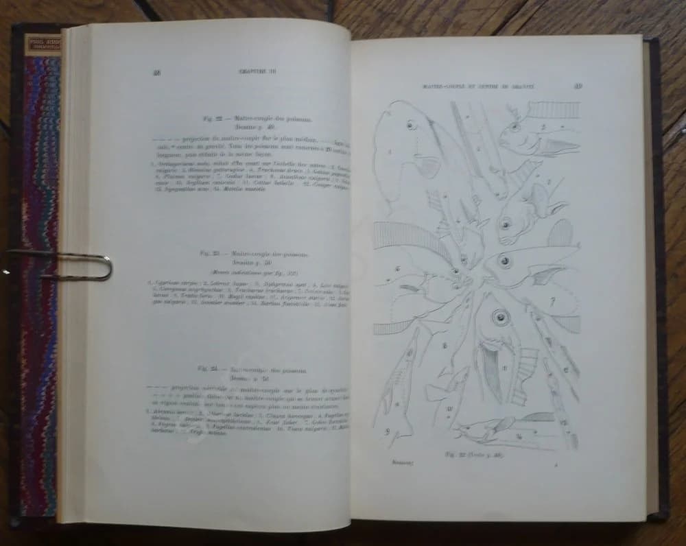 Forme, Puissance et Stabilité des Poissons - Image 2
