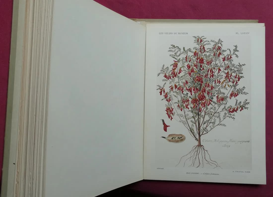 Les Vélins du Museum d'Histoire Naturelle de Paris. Léon BULTINGAIRE - Image 7