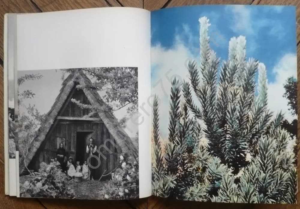 Madère N°13 Collection des Ides Photographiques - Image 5