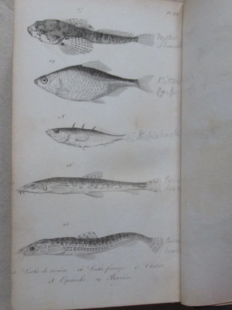 Le Pêcheur Français - Traité de la pêche à la ligne. 2e Edition. Ainé KRESZ - Image 9