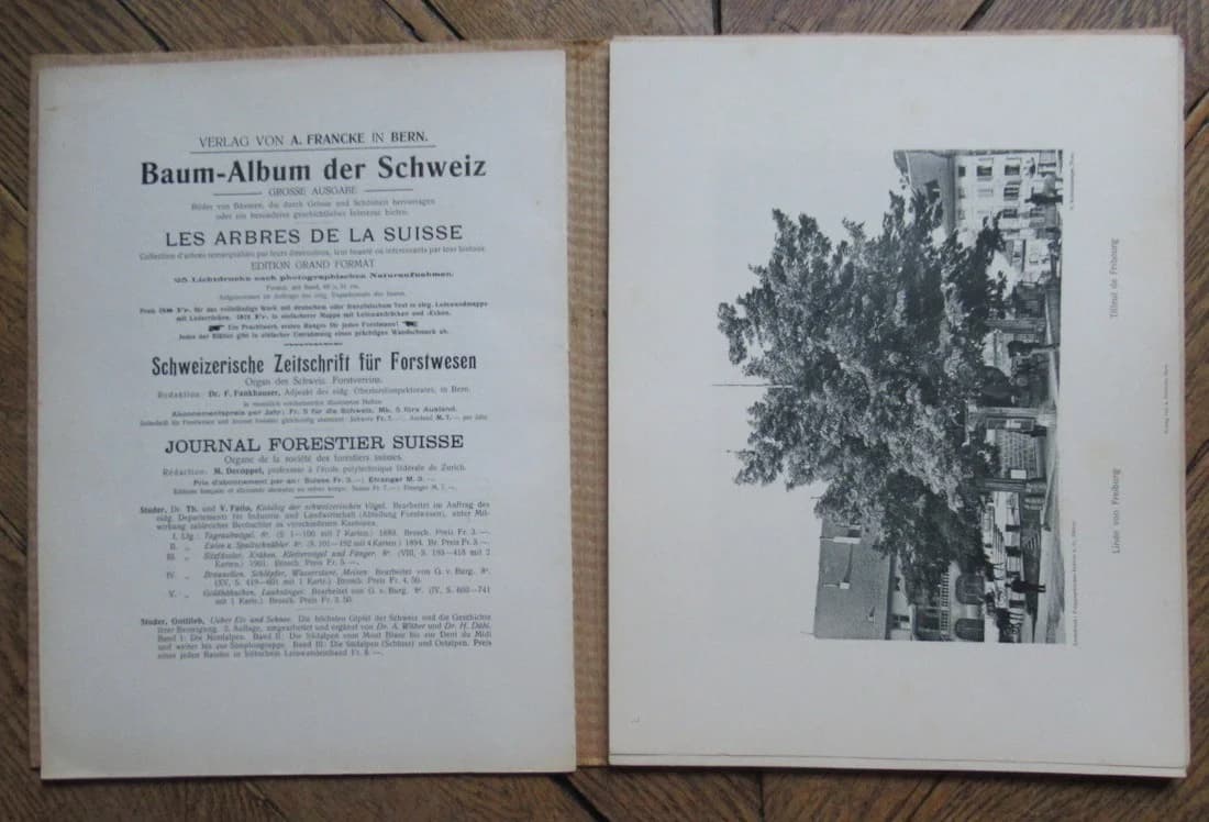 Arbres et Forêts de la Suisse. Première série - Image 4