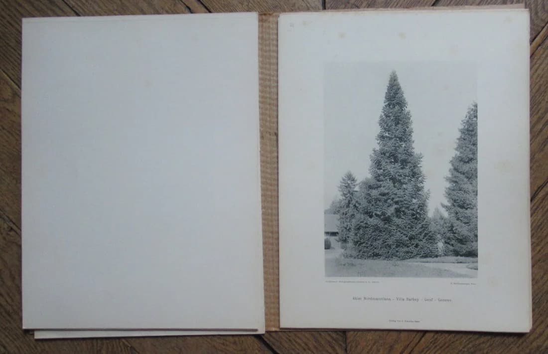 Arbres et Forêts de la Suisse. Première série - Image 5