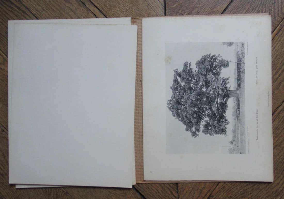 Arbres et Forêts de la Suisse. Première série - Image 6