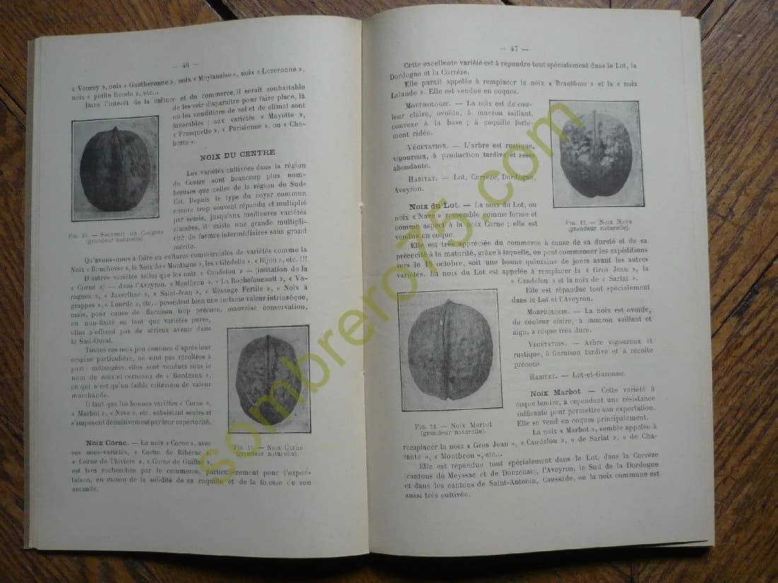 Premier Congrès National de la Noix et du Cerneau, tenu à Périgueux... Les 27-28 Octobre 1924 - Image 3