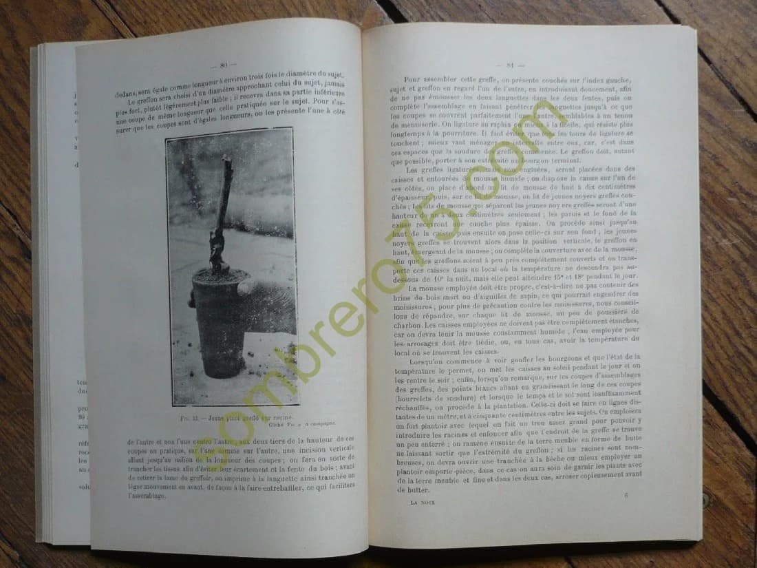 Premier Congrès National de la Noix et du Cerneau, tenu à Périgueux... Les 27-28 Octobre 1924 - Image 4