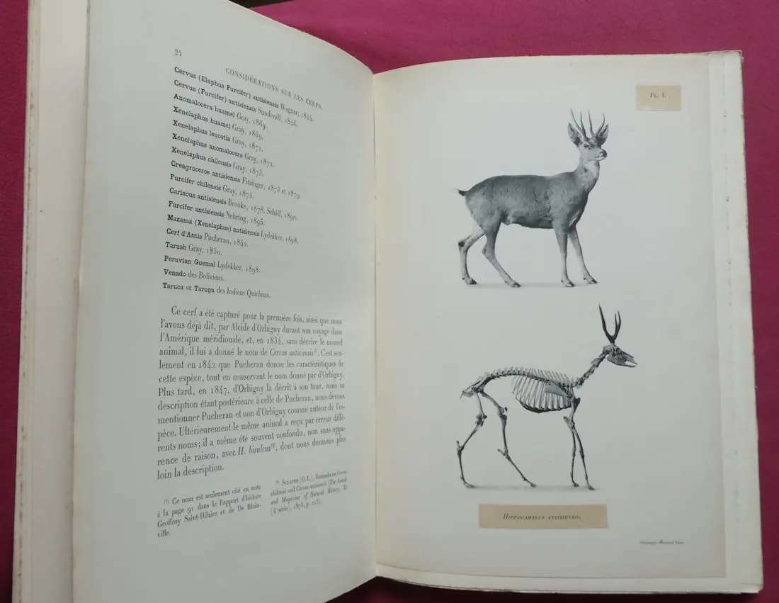 Mission Scientifique Amérique du Sud. Mammifères - Les Lacs -  Explorations Géologiques - Image 3