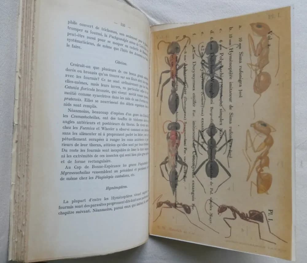 Le Monde Social des Fourmis. A. FOREL 5 Tomes - Image 7