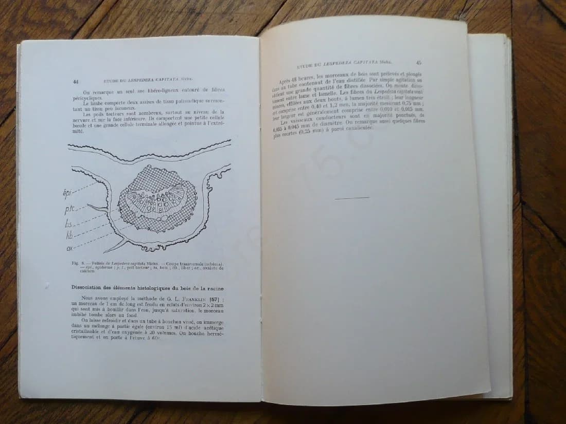 Contribution à l'Etude du Lespedeza Capitata Michx. Légumineuse à Flavonoïdes - Image 4