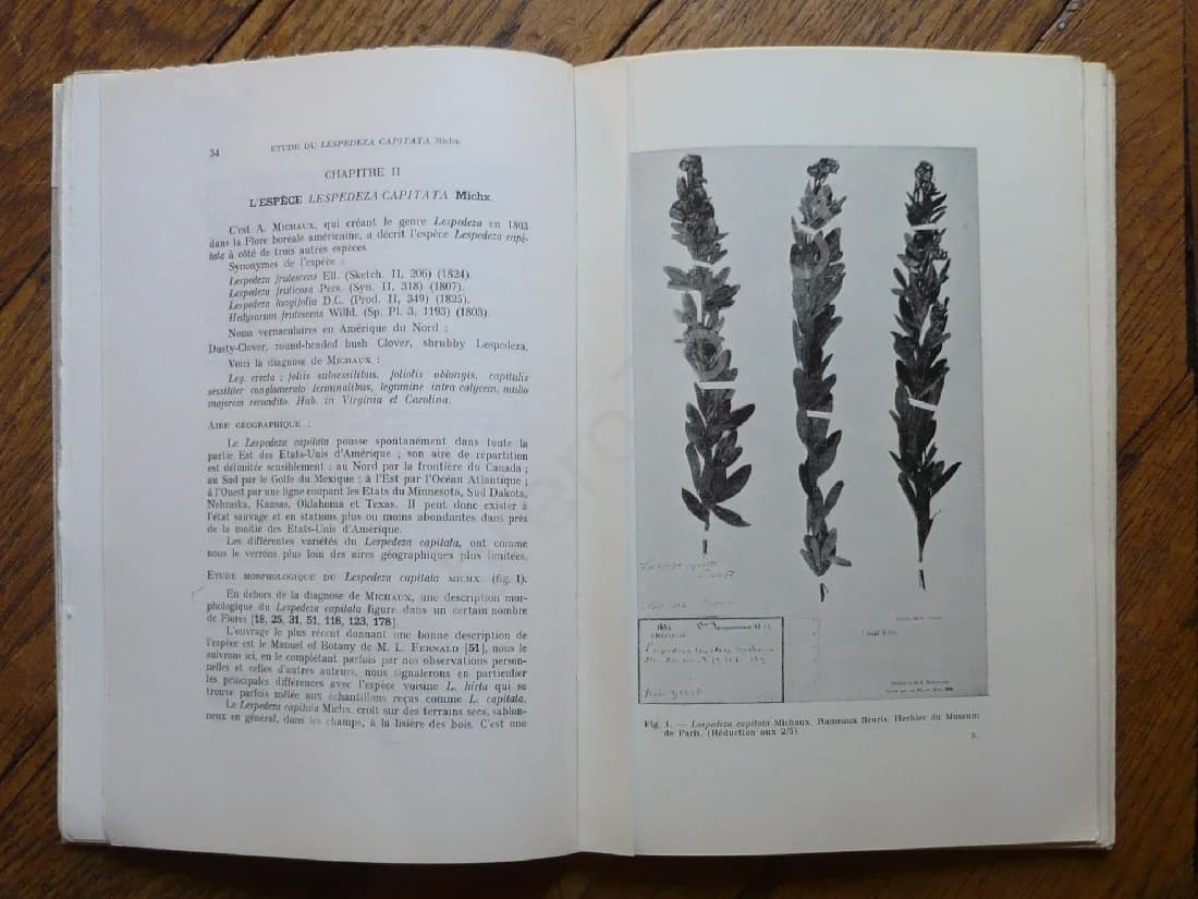Contribution à l'Etude du Lespedeza Capitata Michx. Légumineuse à Flavonoïdes - Image 6