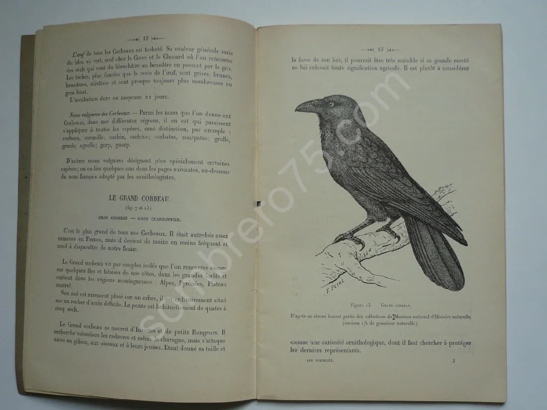 Les Corbeaux de France et la Lutte contre les Corbeaux Nuisibles - Image 3