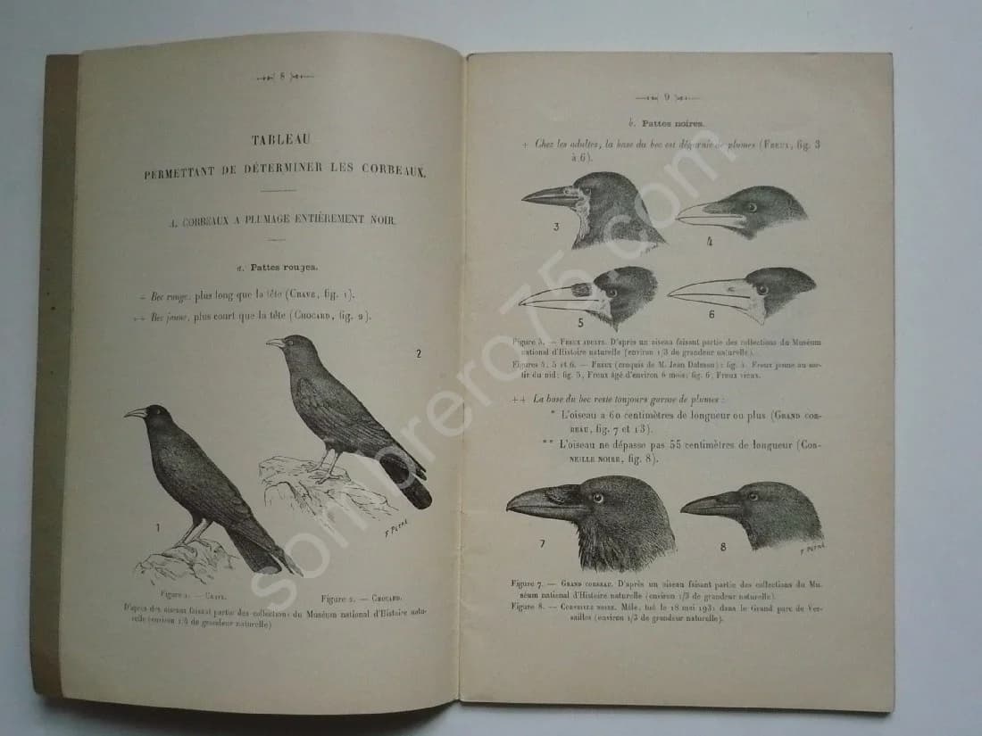 Les Corbeaux de France et la Lutte contre les Corbeaux Nuisibles - Image 4