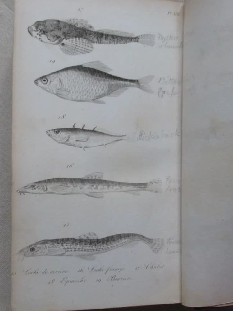 C. KRESZ Ainé Le Pêcheur Français - Traité de la pêche à la ligne -1830 - 2e Ed. - Image 9