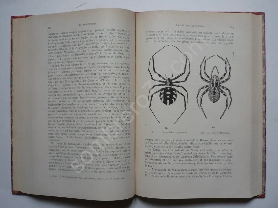 Les Arachnides, Scorpions, Araignées - Image 3