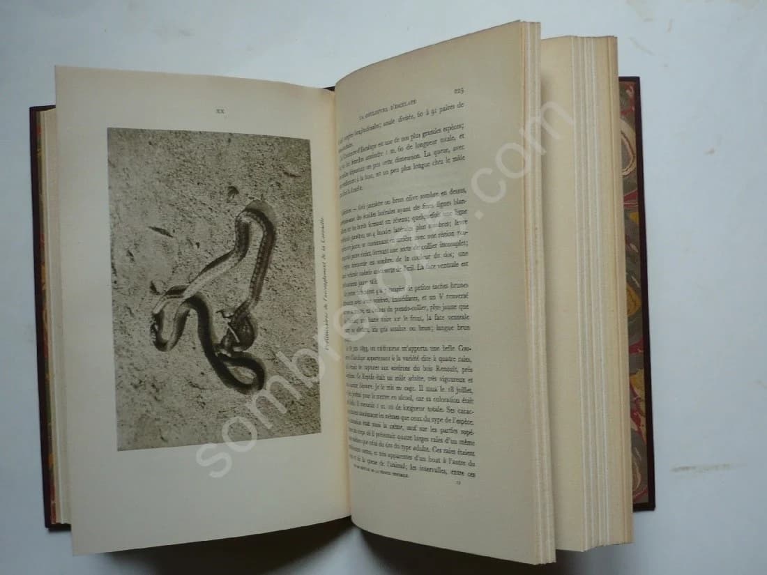 La Vie des Reptiles de la France Centrale - Image 4