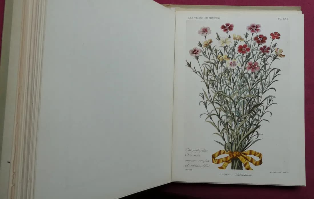 Les Vélins du Museum d'Histoire Naturelle de Paris. Léon BULTINGAIRE - Image 6