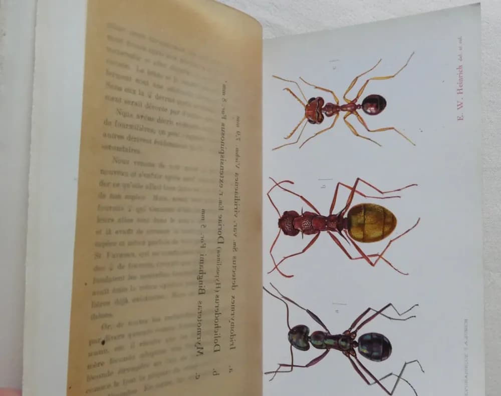 Le Monde Social des Fourmis. A. FOREL 5 Tomes - Image 11