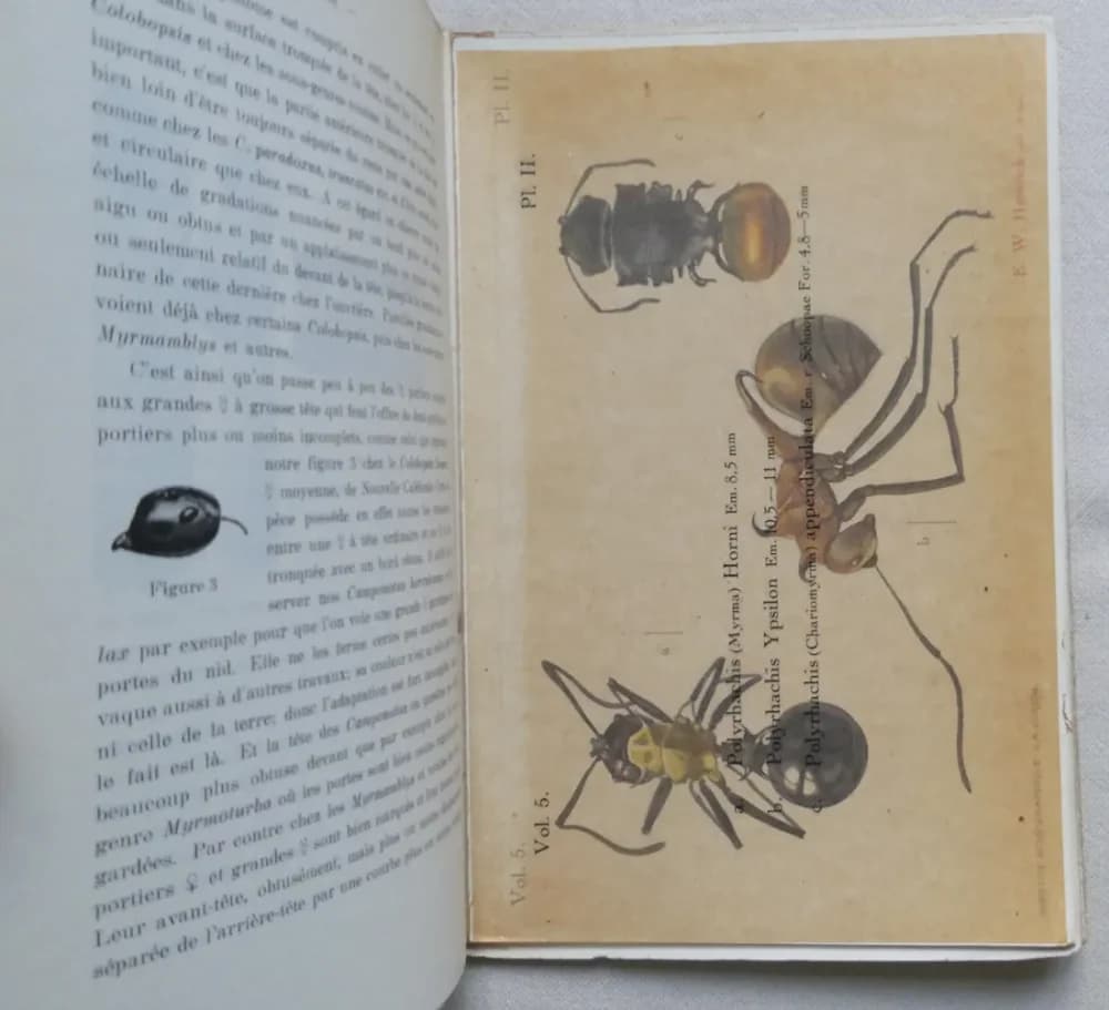 Le Monde Social des Fourmis. A. FOREL 5 Tomes - Image 16