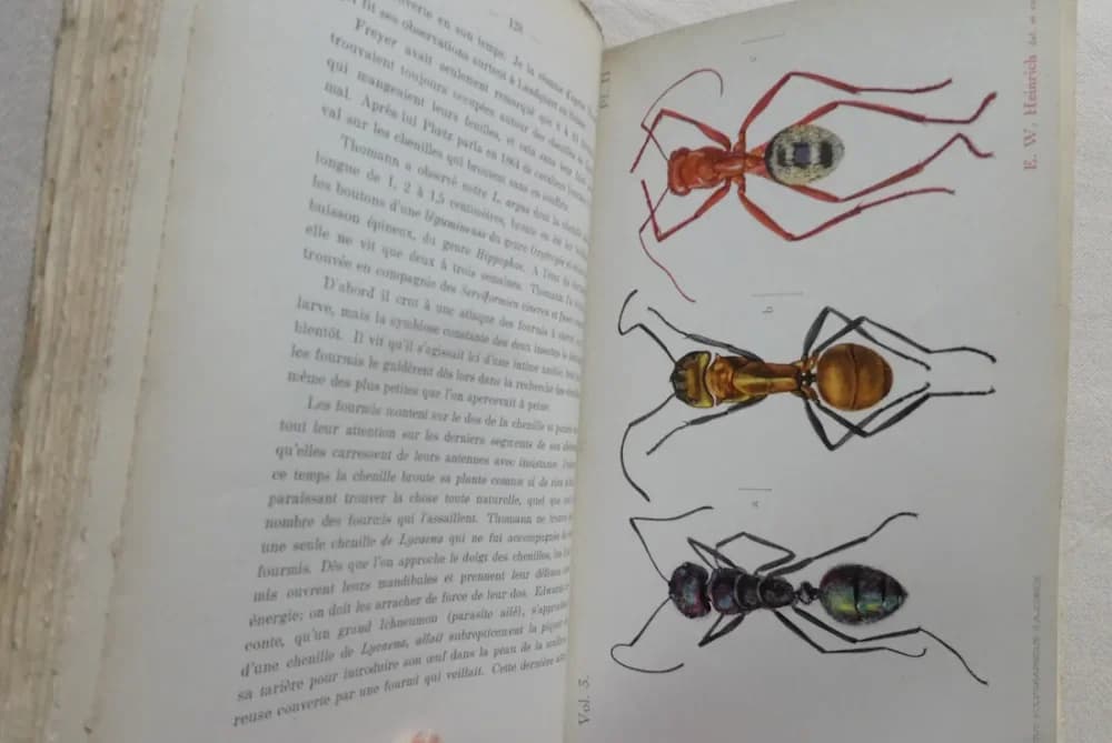 Le Monde Social des Fourmis. A. FOREL 5 Tomes - Image 10