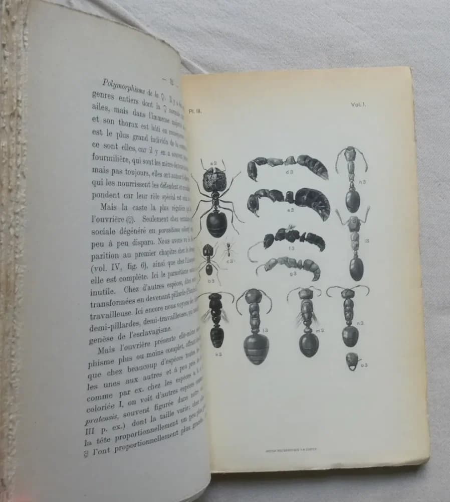 Le Monde Social des Fourmis. A. FOREL 5 Tomes - Image 5