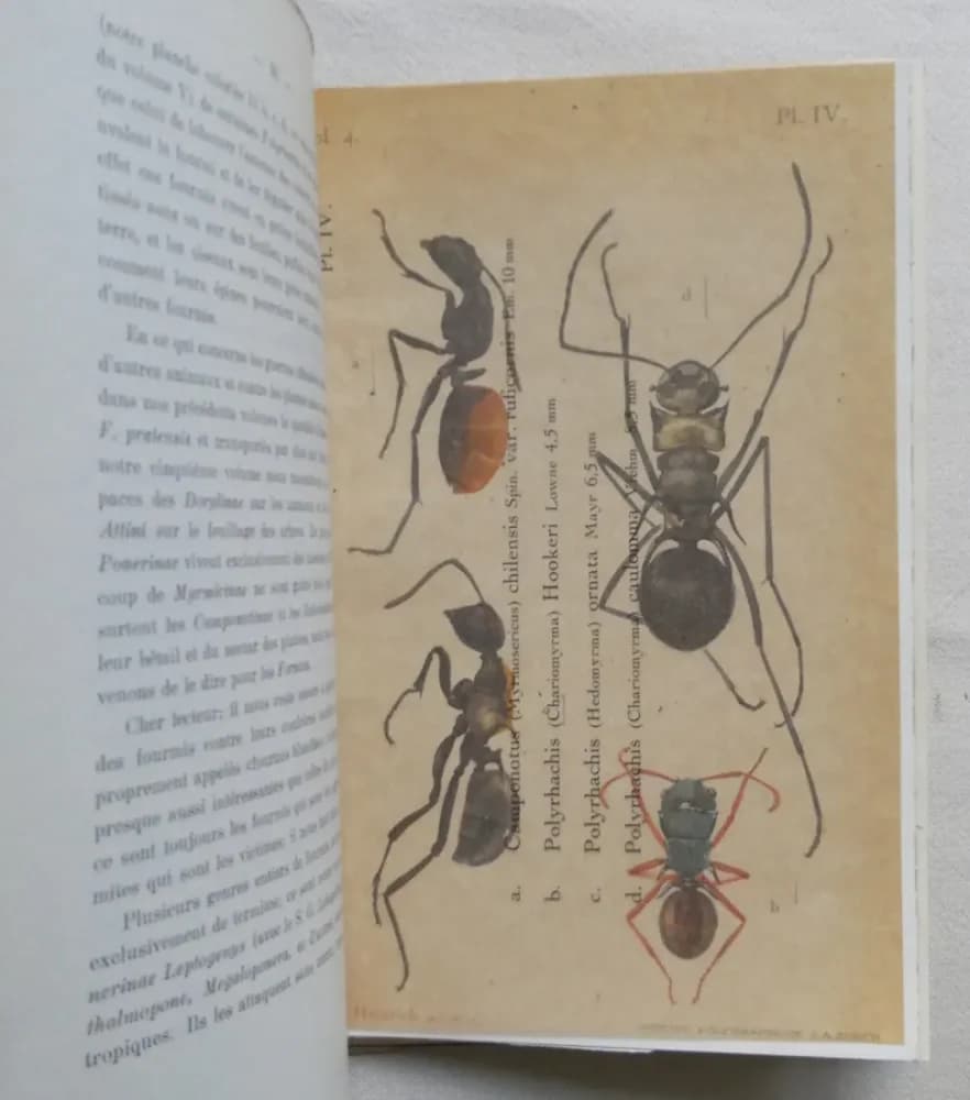 Le Monde Social des Fourmis. A. FOREL 5 Tomes - Image 13